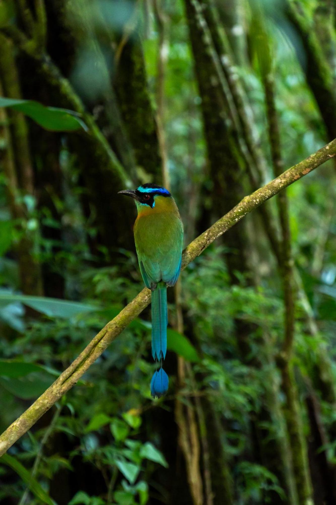 Koora A Cloud Forest By Sandglass Hotel Monteverde